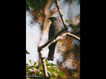 L'échenilleur calédonien, Coracina caledonica ssp. caledonica