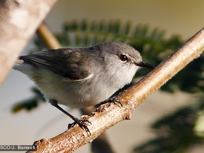 Wapipi, Fauvette à ventre jaune, Gerygone flavolateralis ssp. flavolateralis