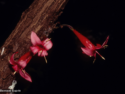 Le captaincookia, Ixora margaretae