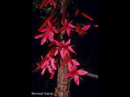 Le captaincookia, Ixora margaretae