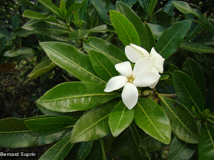 Le tiaré des forêts sèches, Gardenia urvillei