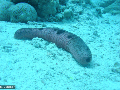 L'holothurie, Holothuria edulis