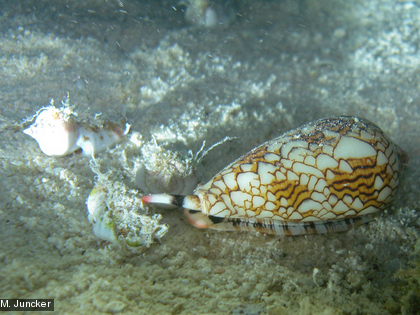 Le cône dangereux, Conus textile Il se nourrit de coquillages