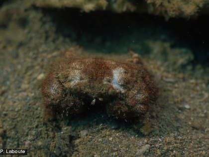 Un petit crabe de la famille des Pilumnidae