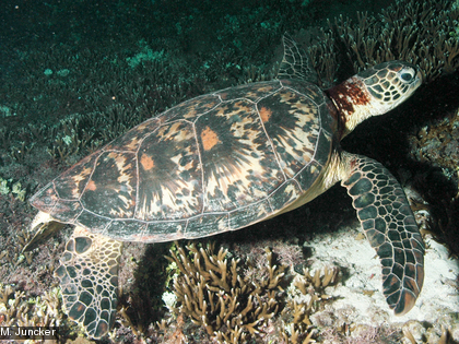 La tortue verte, Chelonia mydas