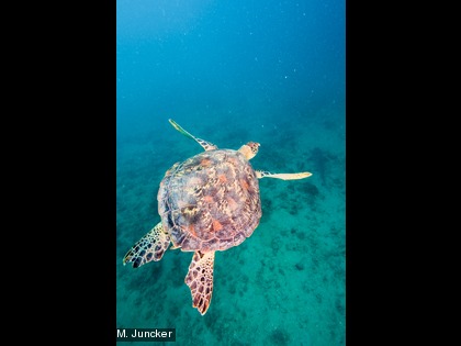 La tortue imbriquée ou à écaille, Eretmochelys imbricata