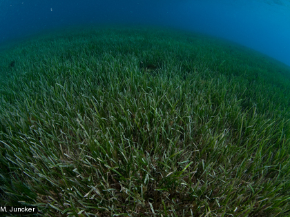 Herbier L'herbier est constitué de plantes marines qui ne sont pas des algues mais des phanérogames.
