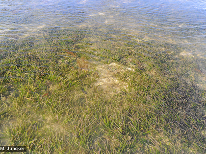 Herbier En Nouvelle-Calédonie, on trouve 12 espèces de phanérogames marines.