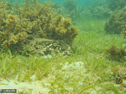 Cymodoceae et Sargassidae