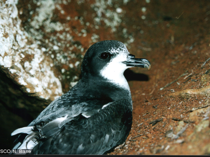 La pétrel de Gould, Pterodroma leucoptera ssp.