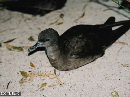 Le puffin du Pacifique, Puffinus pacificus
