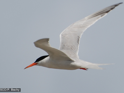 La sterne de Dougal, Sterna dougallii