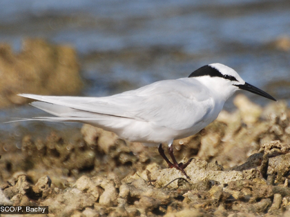 La sterne à nuque noire, Sterna sumatrana