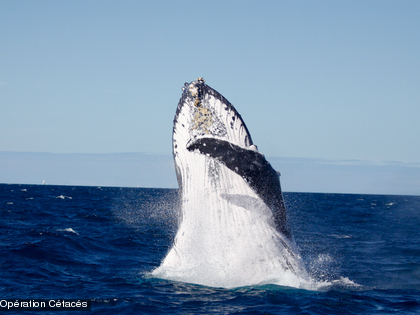 La Baleine à bosse, Megaptera novaeangliae