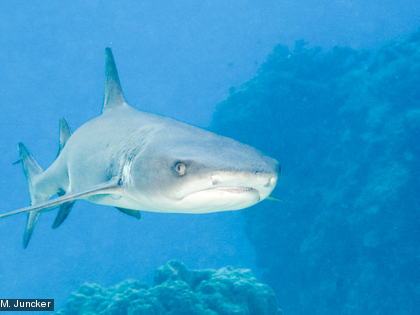 Le requin de récif, Triaenodon obesus