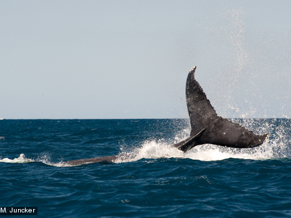 La Baleine à bosse, Megaptera novaeangliae