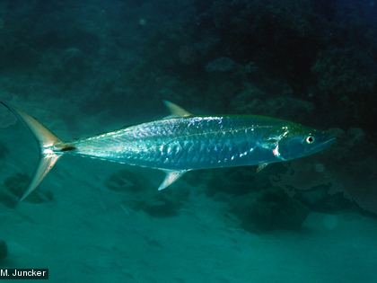 Le Tazard, Scomberomorus commerson