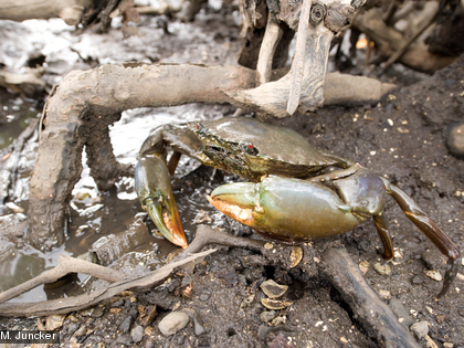 Le crabe de palétuvier, Scylla serrata