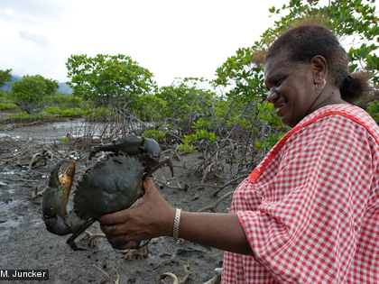 Le crabe de palétuvier Le crabe de palétuvier est une ressource importante pour les populations qui vivent à proximité des mangroves.