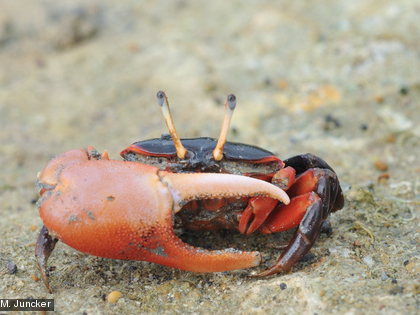 Le crabe violoniste, Uca tetragonon