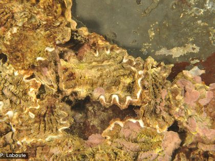 L'huître de palétuvier, OSTREIDAE - Saccostrea cucullata echinata