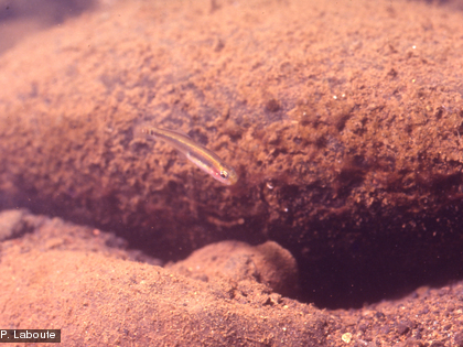 Parioglossus neocaledonicus dans la rivière Dumbéa