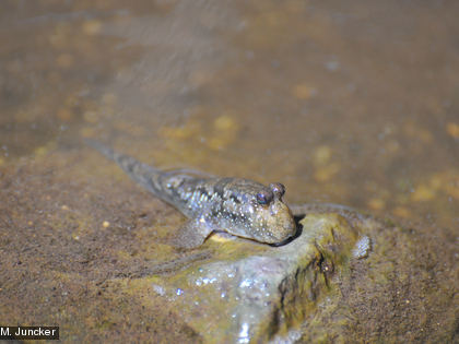 Le périophtalme, Periophthalmus argentilineatus Le périophtalme est capable de sortir de l'eau