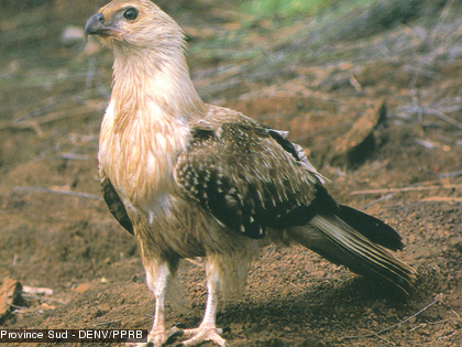 L'Aigle siffleur, Haliastur sphenuru