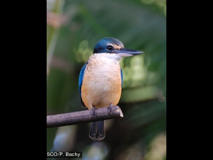 Le martin pêcheur, Todiramphus sanctus