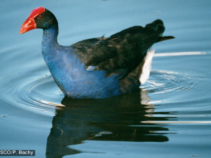 La Poule sultane, Porphyrio porphyrio ssp. caledonicus