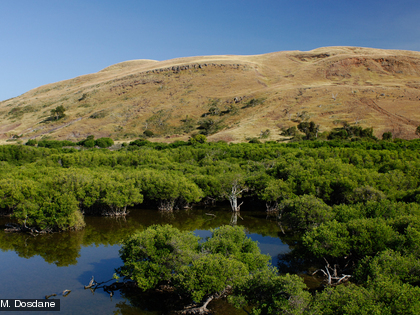 Mangrove de l'ilot Ducos La mangrove occupe environ 163 km² en province Sud.