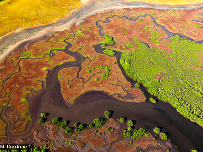 Mangrove entre la Foa et Moindou La mangrove agit comme une véritable station d’épuration qui filtre les eaux usées.