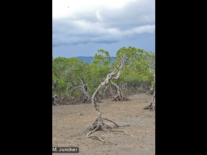 Le palétuvier En Nouvelle-Calédonie, la flore de la mangrove est dominée par les palétuviers Rhizophora (55 % de la surface totale) et par les Avicennia (14 %).