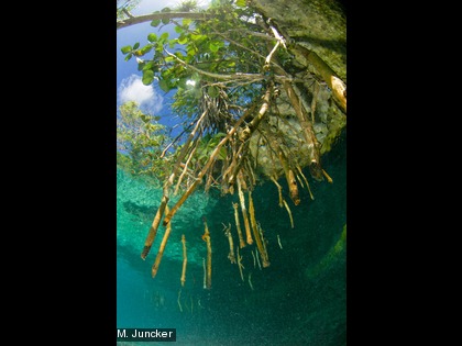Le palétuvier Certains palétuviers ont des racines échasses (les rhizophores) qui leur permettent de s’ancrer solidement dans la vase.