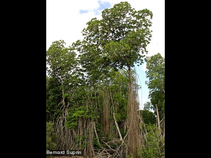 Le palétuvier géant, Rhizophora selala