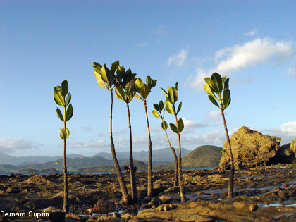 Des plantules de Rhizophora stylosa