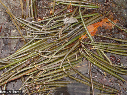 Propagules de Rhizophora stylosa