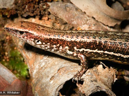 Le scinque commun de litière, Caledoniscincus austrocaledonicus Cette espèce est endémique et protégée