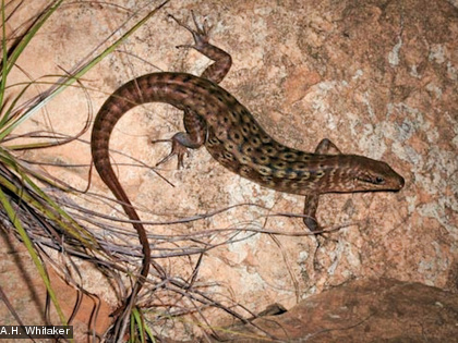 Le scinque léopard de Nouvelle Calédonie, Lacertoides pardalis Cette espèce est endémique et protégée.