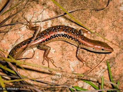 Le scinque de Tillier des maquis, Lioscincus tillieri Cette espèce est endémique et protégée