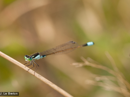 La libellule, l'Ischnura heterosticta Une espèce commune en Nouvelle-Calédonie