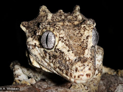 Le Gecko géant à tête bossue, Rhacodactylus auriculatus Cette espèce est endémique et protégée
