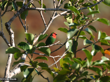 Le diamant psitaculaire, Erythrura psittacea