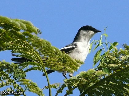 L'échenilleur pie, Lalage leucopygia ssp. montrousieri