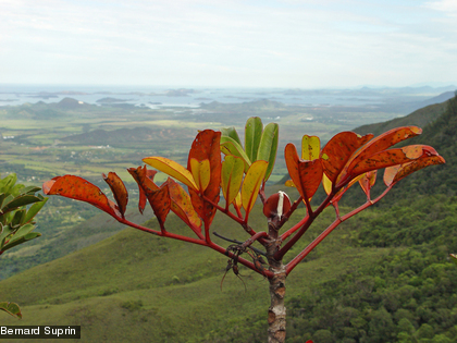 Cunonia macrophylla Une espèce endémique