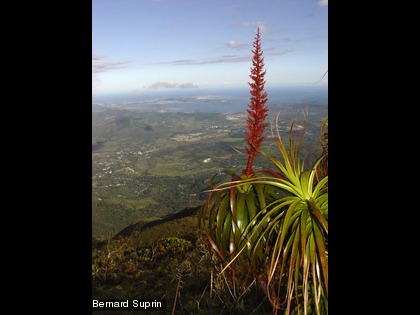 Une espèce du genre Dracophyllum verticillatum