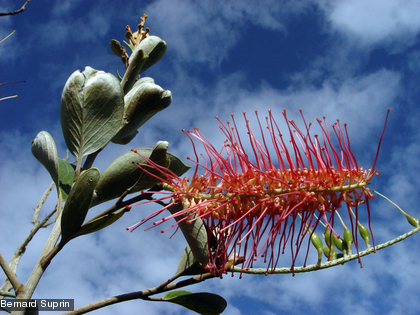 Grevillea gillivrayi Une espèce endémique