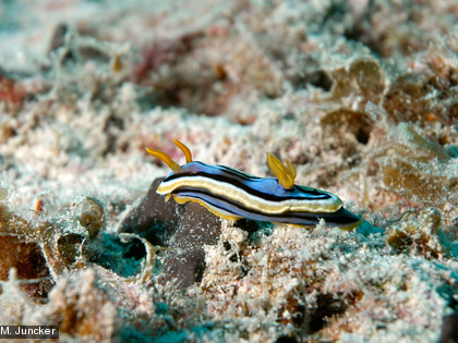 Le nudibranche Chromodoris elisabethina