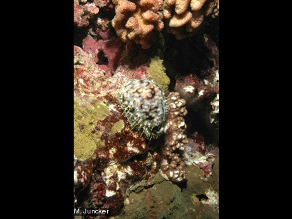 La porcelaine tigre, Cypraea tigris