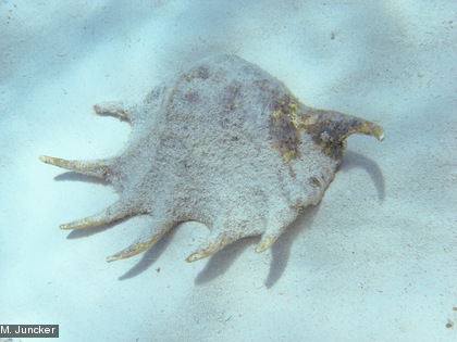 Strombe araignée, Lambis lambis